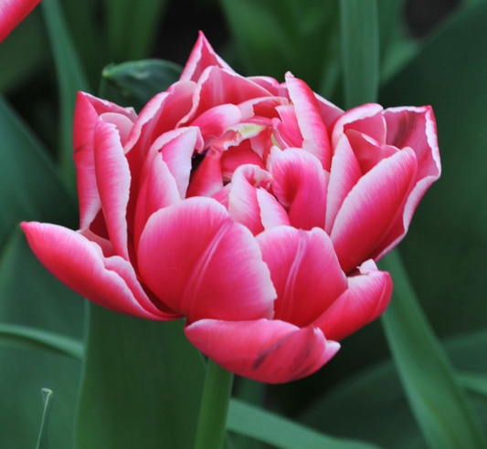 Columbus Bulbs - 10