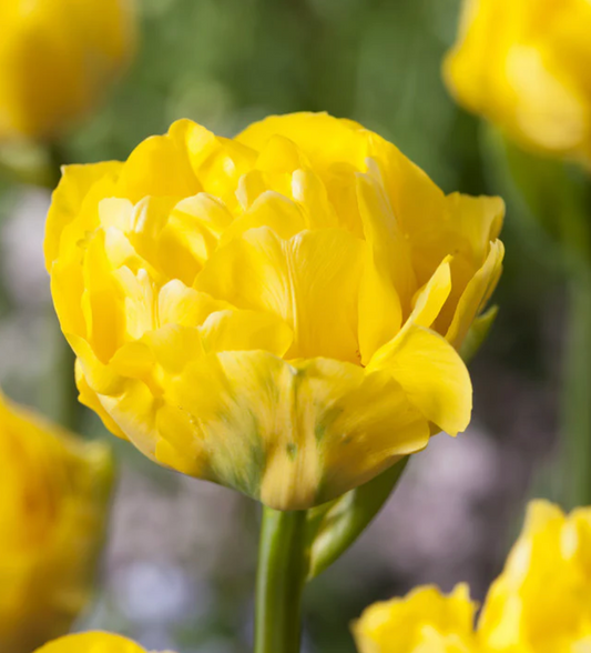 Limosine Bulbs - 10