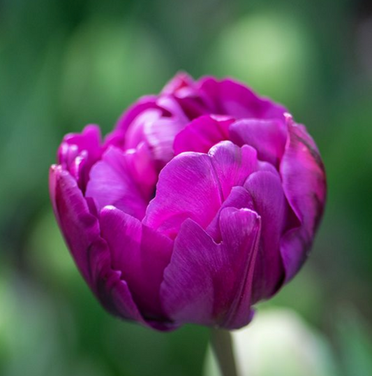 Negrita Double Bulbs- 10