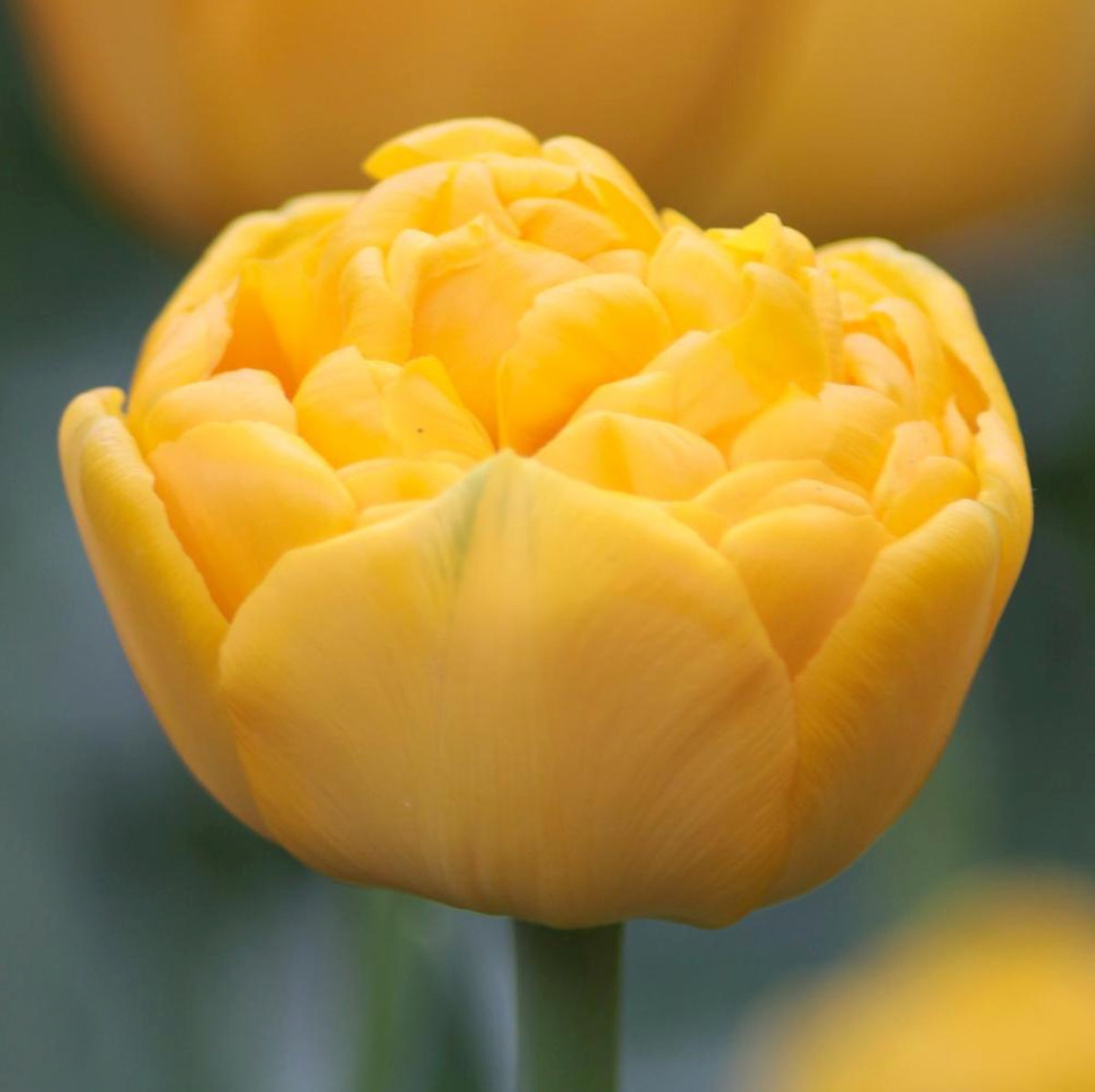 Yellow Pompenette Bulbs - 10