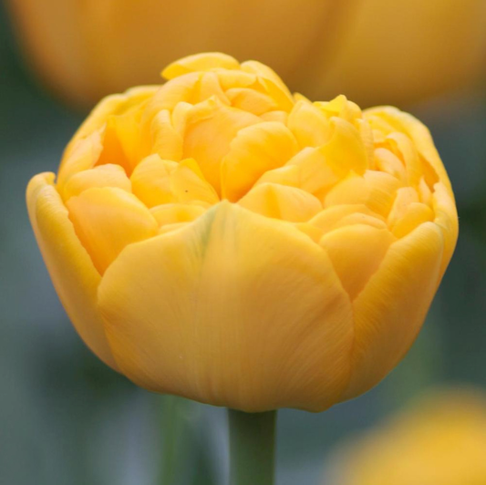 Yellow Pompenette Bulbs - 10