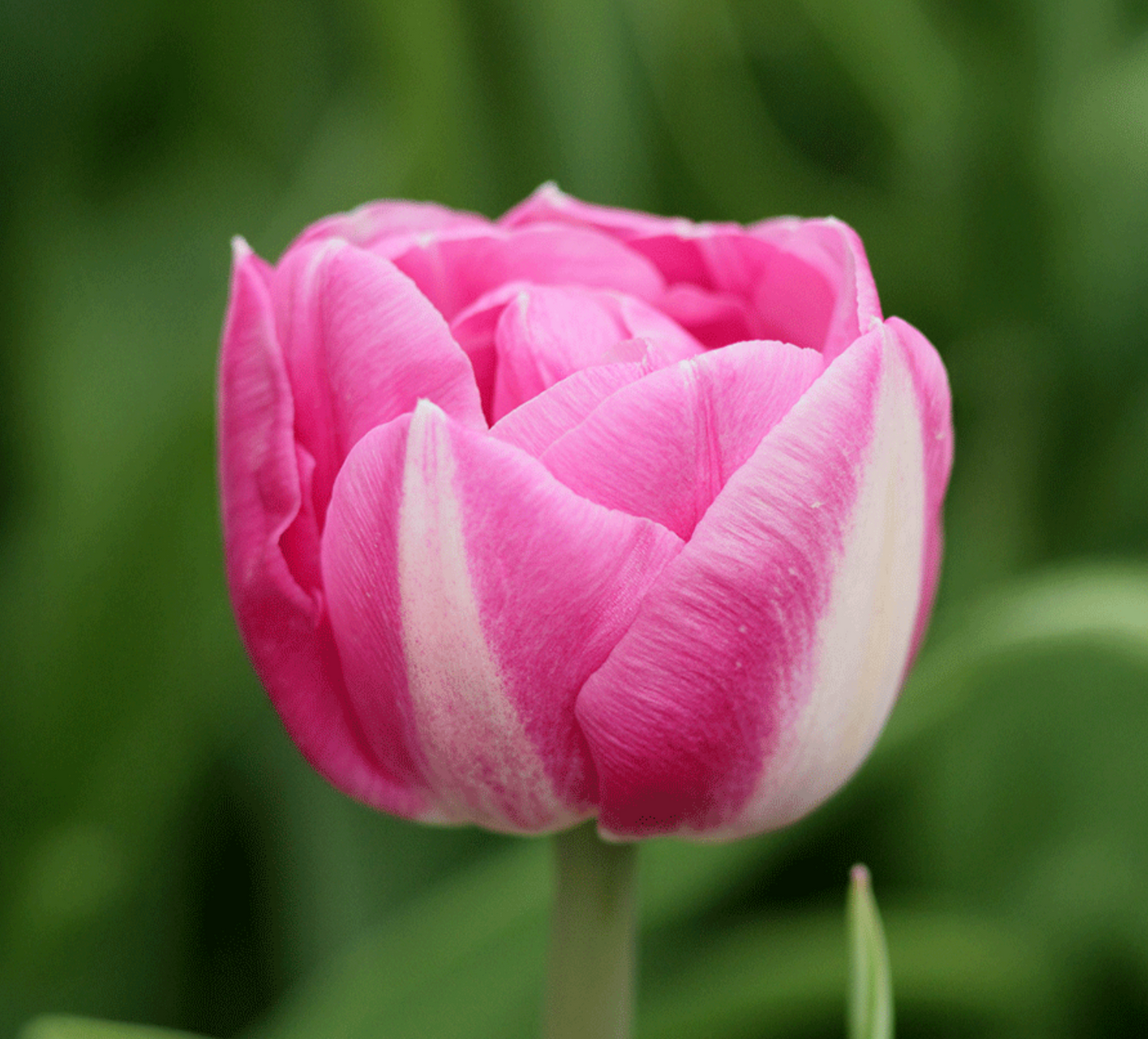 Vogue Bulbs - 10