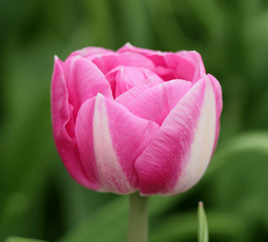 Vogue Bulbs - 10