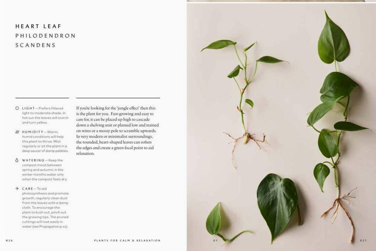 The Healing Power of Plants