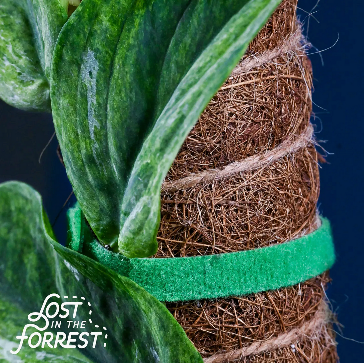Plant Tape 6.5 feet