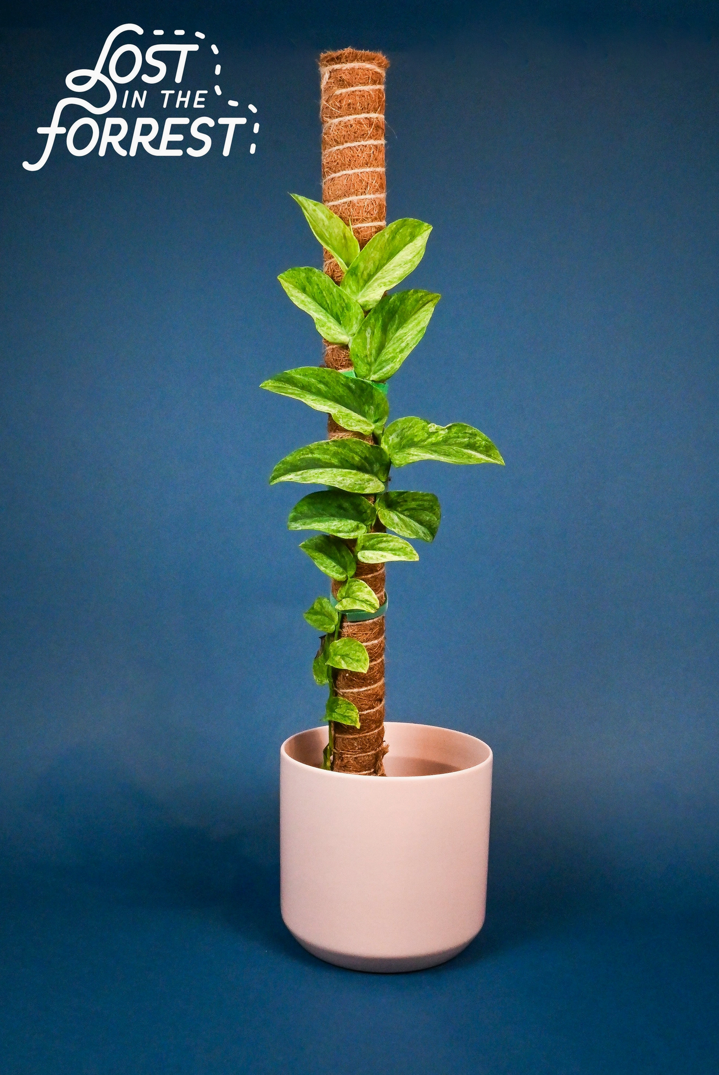 Stackable Coir Pole 36"