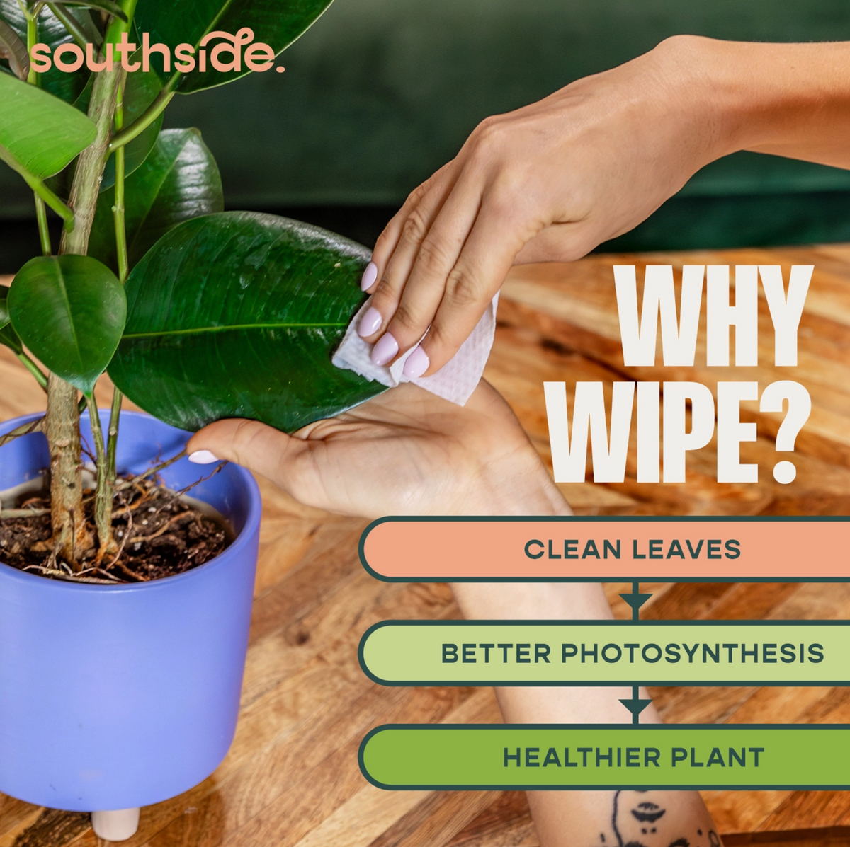 Houseplant Cleaning Wipes